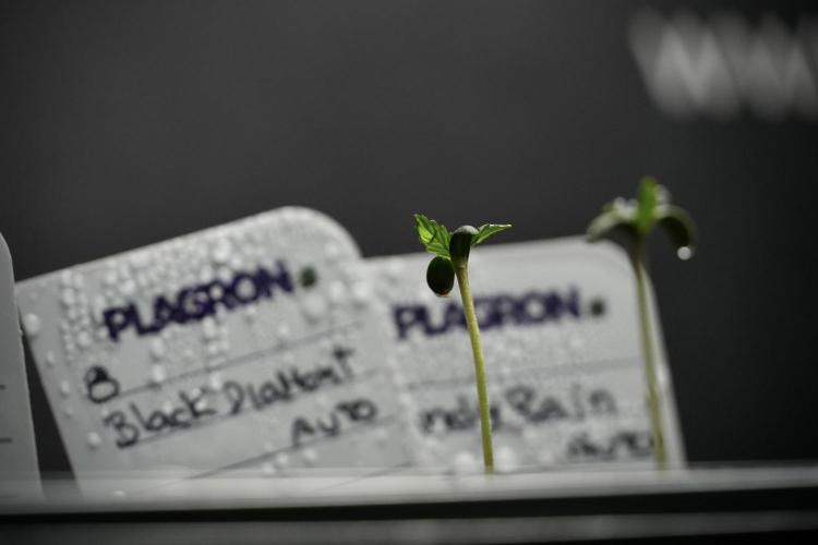 Pheno B Black Diamont Auto By Zamnesia. Week 0 - Black Diamond Auto Pheno B