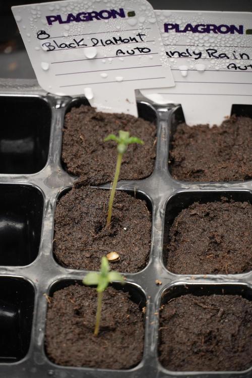 Pheno B Black Diamont Auto By Zamnesia. Week 0 - Black Diamond Auto Pheno B
