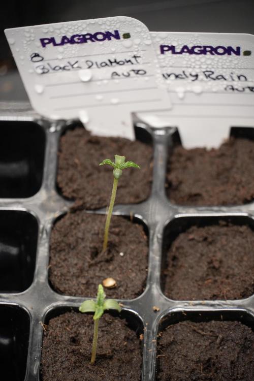 Pheno B Black Diamont Auto By Zamnesia. Week 0 - Black Diamond Auto Pheno B