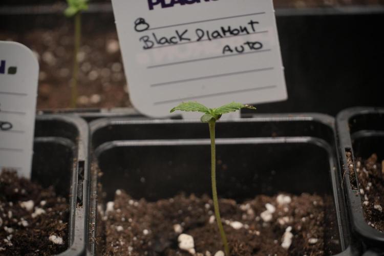 Pheno B Black Diamont Auto By Zamnesia. Week 0 - Black Diamond Auto Pheno B