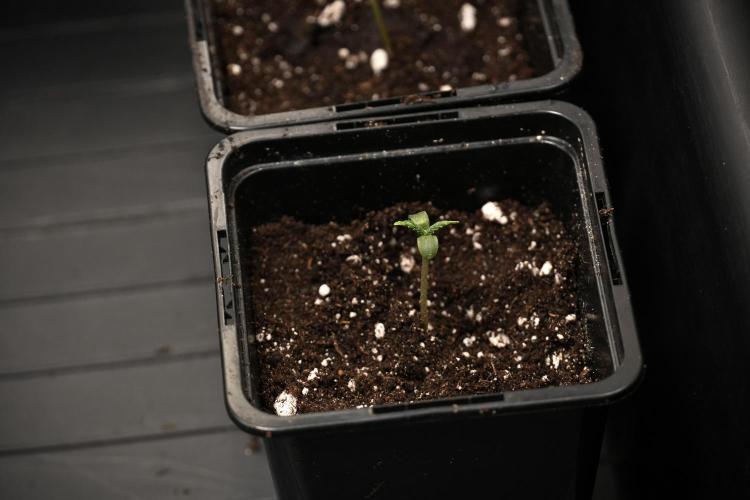 Pheno B Black Diamont Auto By Zamnesia. Week 0 - Black Diamond Auto Pheno B