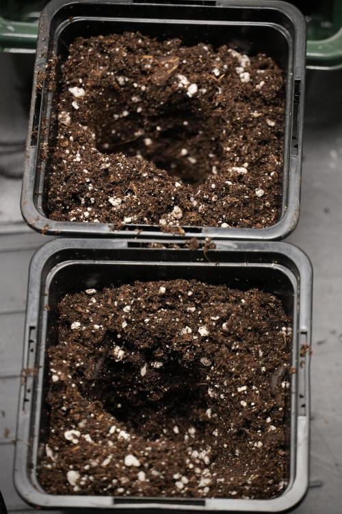 Pheno B Black Diamont Auto By Zamnesia. Week 0 - soil