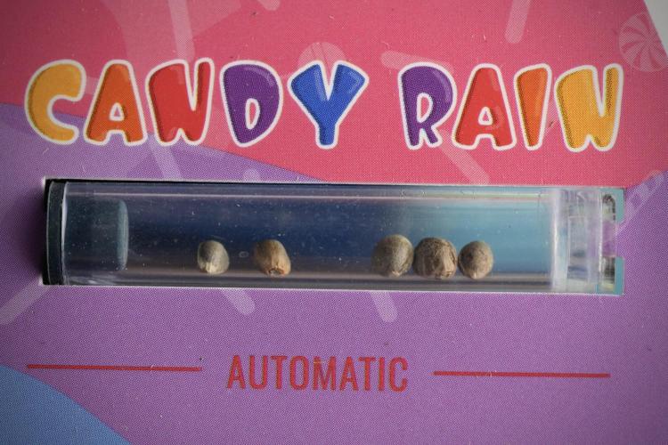 Candy Rain Auto By Zamnesia. Week 0 - Candy Rain Seed Pack 