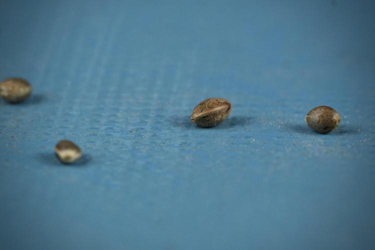 Candy Rain Auto By Zamnesia. Week 0 - Candy Rain Seeds