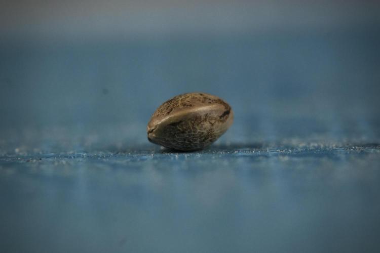 Candy Rain Auto By Zamnesia. Week 0 - Candy Rain Seeds