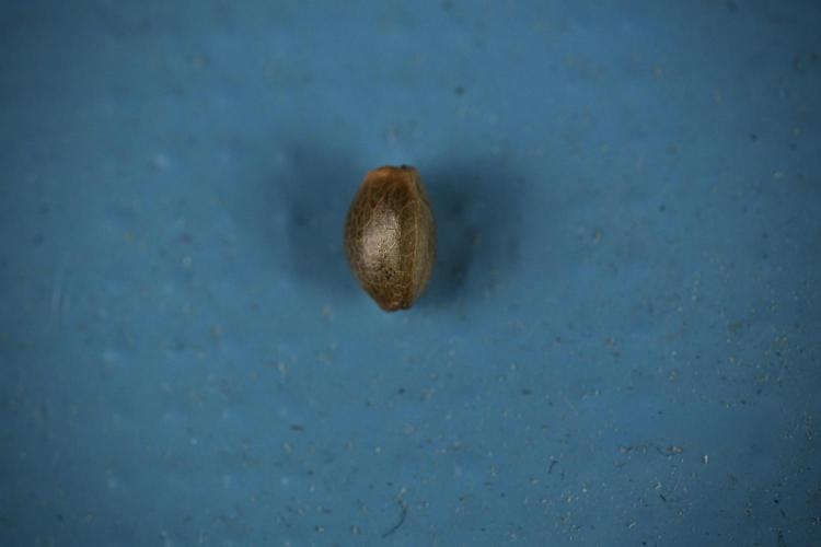 Candy Rain Auto By Zamnesia. Week 0 - Candy Rain Seeds