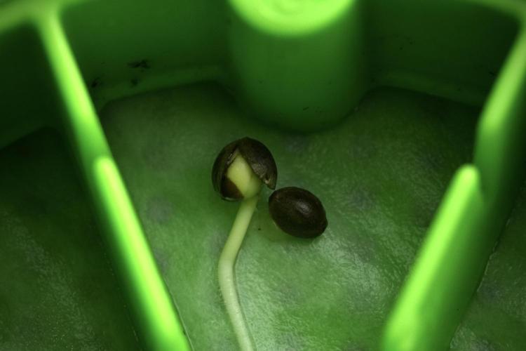 Candy Rain Auto By Zamnesia. Week 0 - Candy Rain Seeds