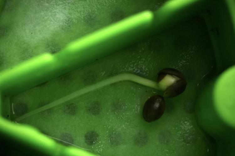 Candy Rain Auto By Zamnesia. Week 0 - Candy Rain Seeds