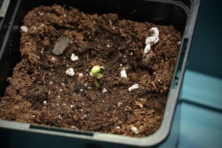 Candy Rain Auto By Zamnesia. Week 0 - Candy Rain in soil