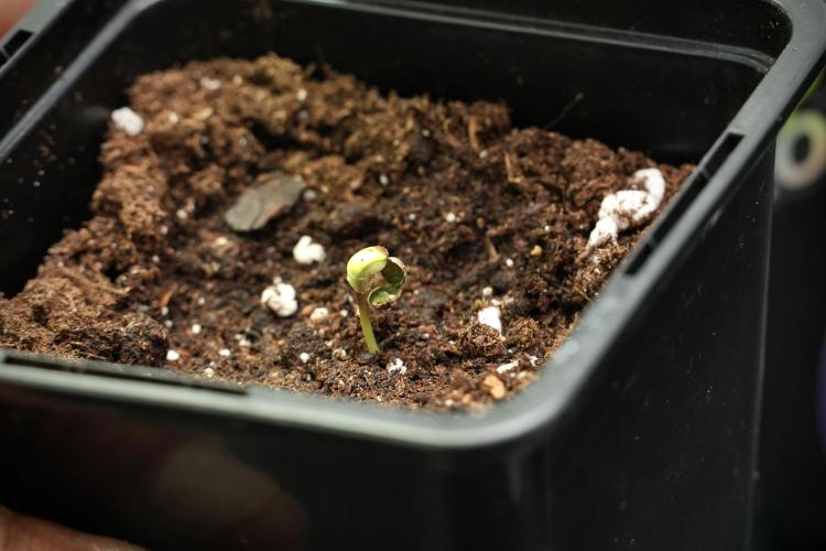 Candy Rain Auto By Zamnesia. Week 0 - Candy Rain in soil