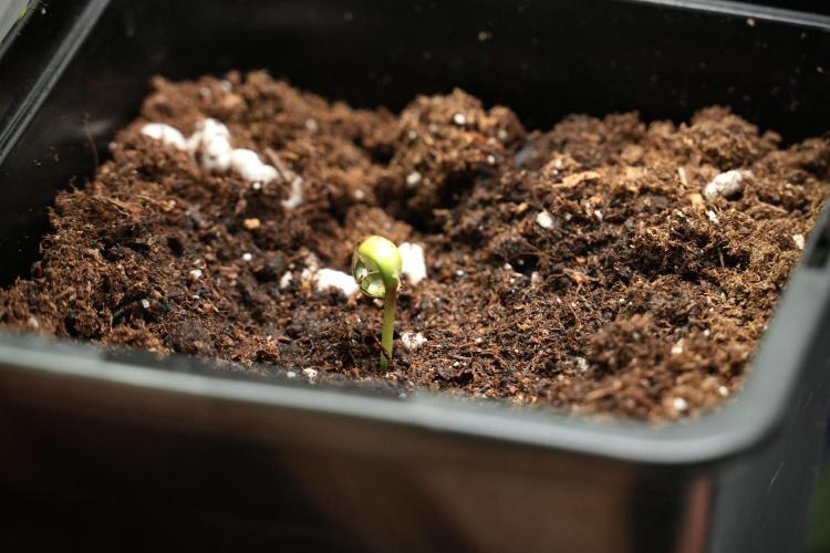 Candy Rain Auto By Zamnesia. Week 0 - Candy Rain in soil