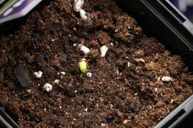 Candy Rain Auto By Zamnesia. Week 0 - Candy Rain in soil