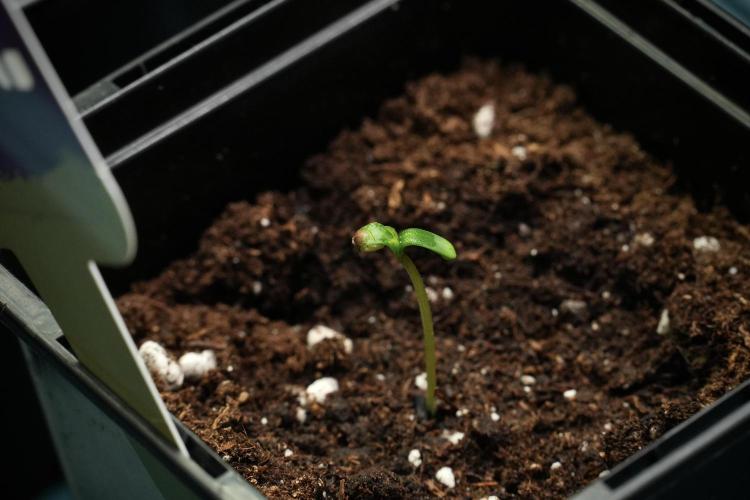 Candy Rain Auto By Zamnesia. Week 0 - Candy Rain day one
