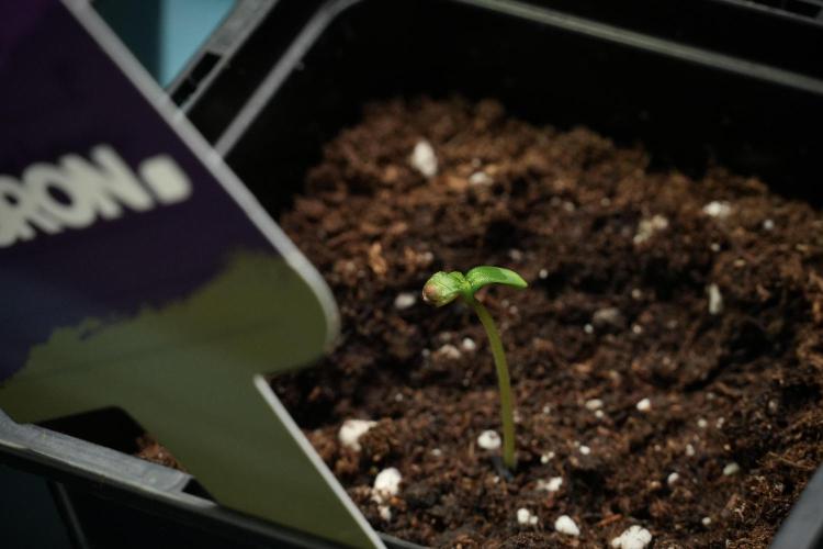 Candy Rain Auto By Zamnesia. Week 0 - Candy Rain day one