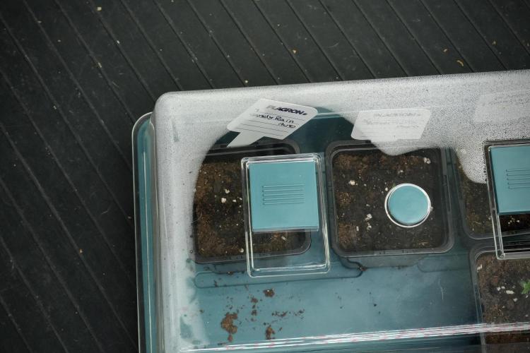 Candy Rain Auto By Zamnesia. Week 0 - Candy Rain day one
