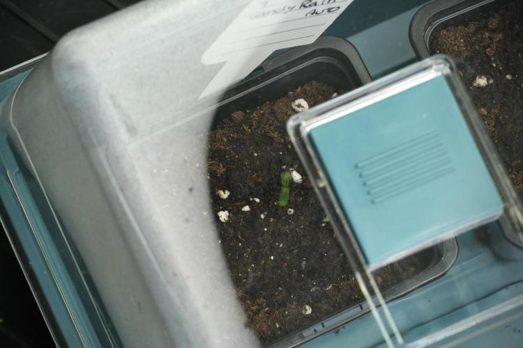 Candy Rain Auto By Zamnesia. Week 0 - Candy Rain day one