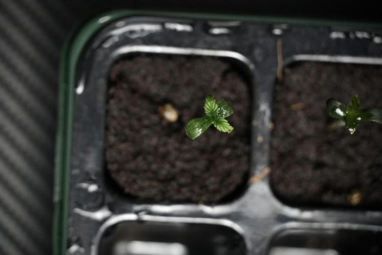 Frosted Guava Auto By Zamnesia Pheno A. Week 0 - Frosted Guava Pheno A
