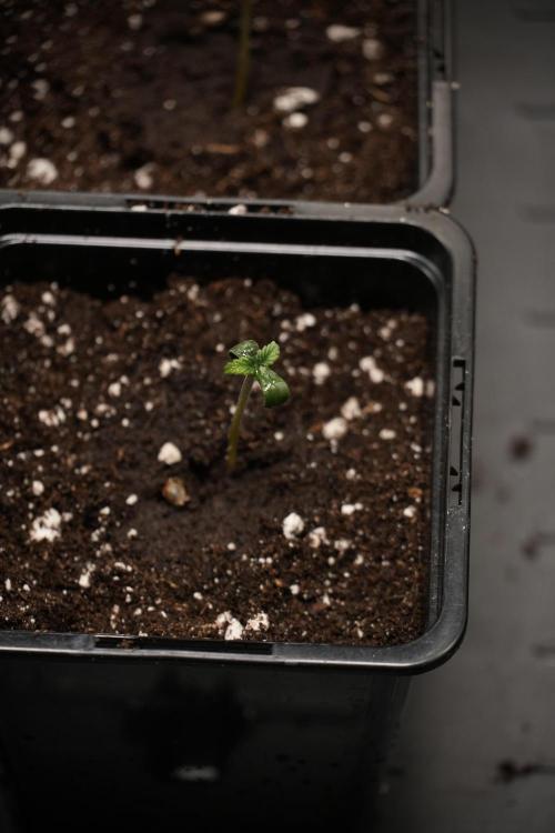 Frosted Guava Auto By Zamnesia Pheno A. Week 0 - Frosted Guava Pheno A