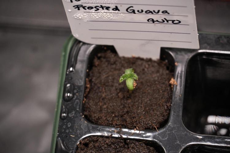 Pheno B Frosted Guava Auto By Zamnesia. Week 0 - Frosted Guava Seed B