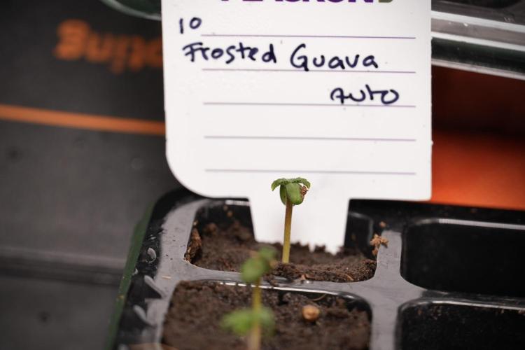 Pheno B Frosted Guava Auto By Zamnesia. Week 0 - Frosted Guava Pheno B