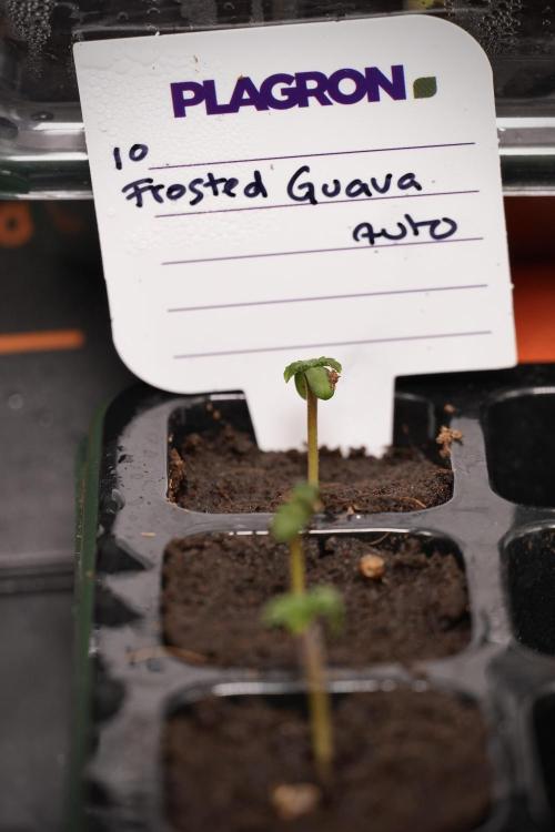 Pheno B Frosted Guava Auto By Zamnesia. Week 0 - Frosted Guava Pheno B