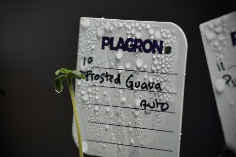 Pheno B Frosted Guava Auto By Zamnesia. Week 0 - Frosted Guava Pheno B