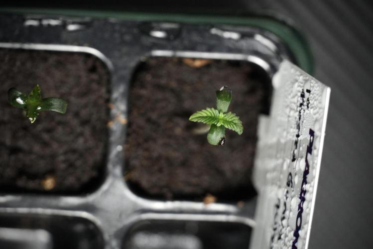 Pheno B Frosted Guava Auto By Zamnesia. Week 0 - Frosted Guava Pheno B