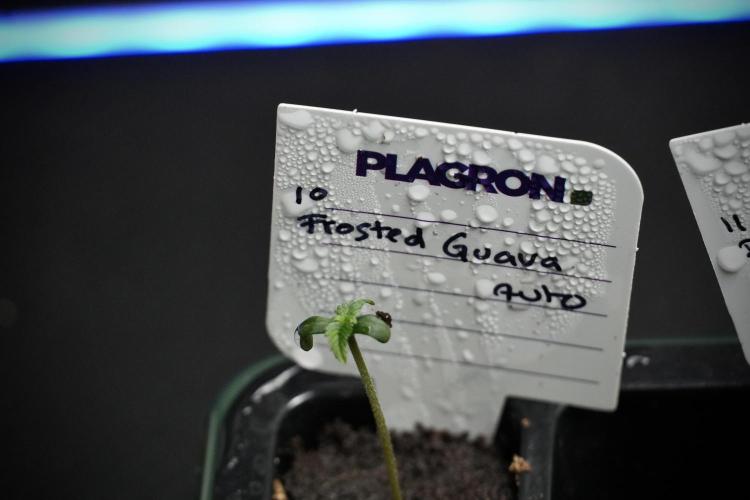 Pheno B Frosted Guava Auto By Zamnesia. Week 0 - Frosted Guava Pheno B