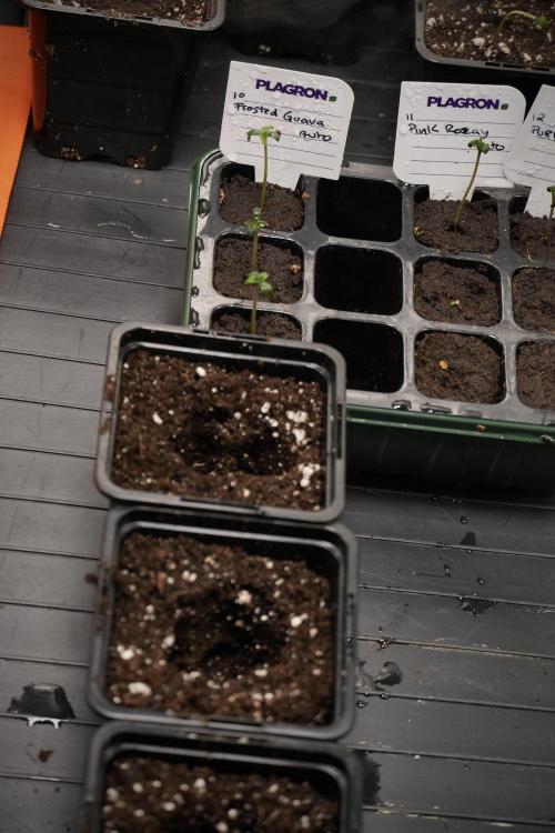 Pheno B Frosted Guava Auto By Zamnesia. Week 0 - soil