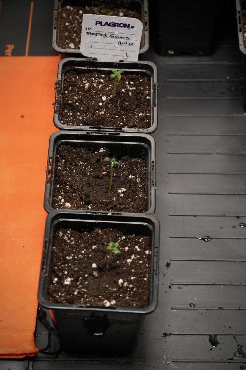Pheno B Frosted Guava Auto By Zamnesia. Week 0 - frosted guavas