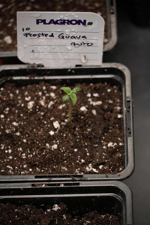 Pheno B Frosted Guava Auto By Zamnesia. Week 0 - Frosted Guava Pheno B