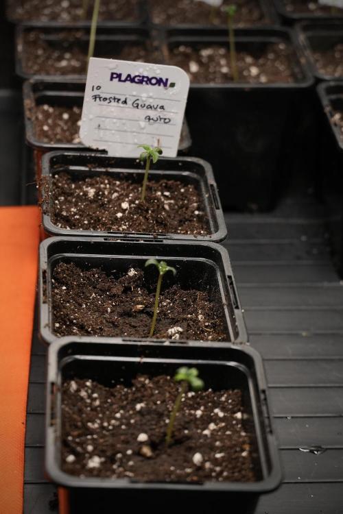 Pheno B Frosted Guava Auto By Zamnesia. Week 0 - Frosted Guava Pheno B