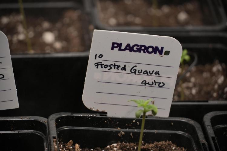 Pheno B Frosted Guava Auto By Zamnesia. Week 0 - Frosted Guava Pheno B 