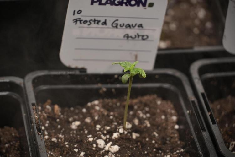 Pheno B Frosted Guava Auto By Zamnesia. Week 0 - Frosted Guava Pheno B 