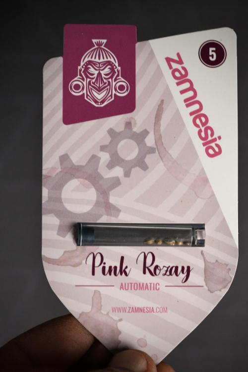 Pink Rosay Auto By Zamnesia Pheno A. Week 0 - Pink Rosay Seed Pack 