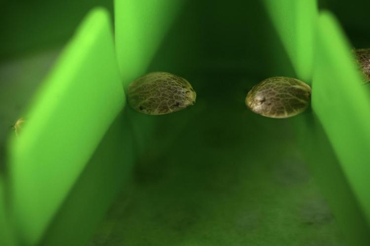 Pink Rosay Auto By Zamnesia Pheno A. Week 0 - Pink Rosay Seeds
