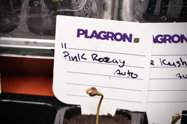 Pink Rosay Auto By Zamnesia Pheno A. Week 0 - Pink Rosay Pheno A