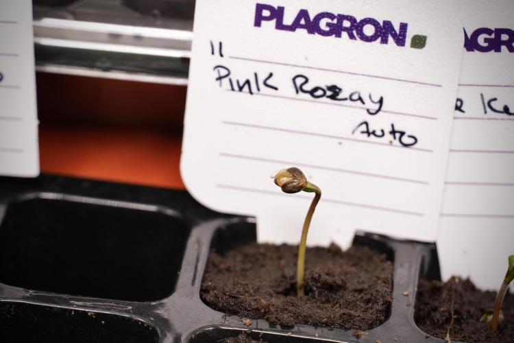 Pink Rosay Auto By Zamnesia Pheno A. Week 0 - Pink Rosay Pheno A
