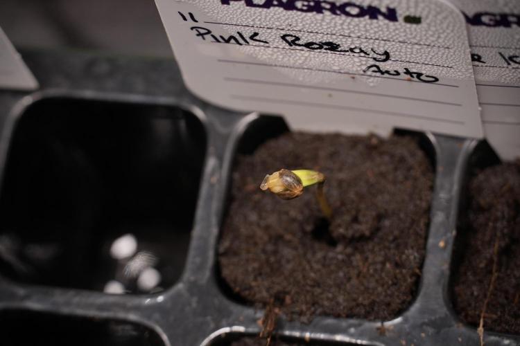 Pink Rosay Auto By Zamnesia Pheno A. Week 0 - Pink Rosay Pheno A