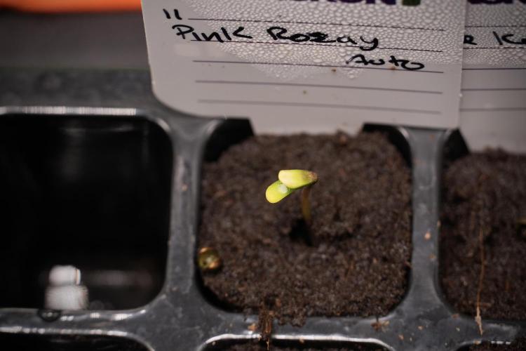 Pink Rosay Auto By Zamnesia Pheno A. Week 0 - Pink Rosay Pheno A