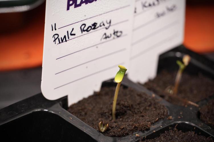 Pink Rosay Auto By Zamnesia Pheno A. Week 0 - Pink Rosay Pheno A