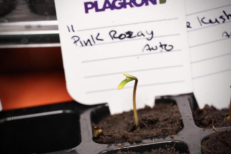 Pink Rosay Auto By Zamnesia Pheno A. Week 0 - Pink Rosay Pheno A
