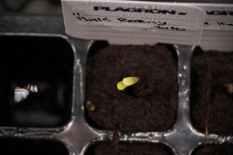 Pink Rosay Auto By Zamnesia Pheno A. Week 0 - Pink Rosay Pheno A