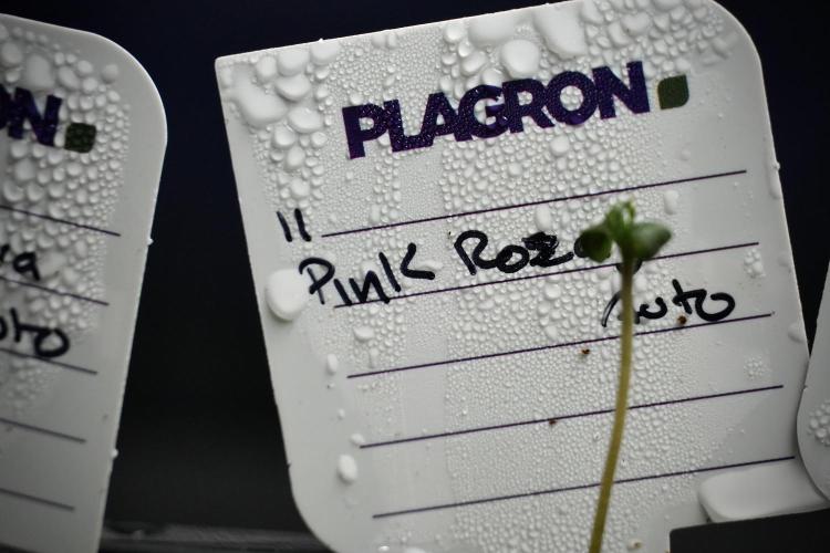 Pink Rosay Auto By Zamnesia Pheno A. Week 0 - Pink Rosay Pheno A
