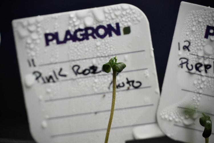 Pink Rosay Auto By Zamnesia Pheno A. Week 0 - Pink Rosay Pheno A