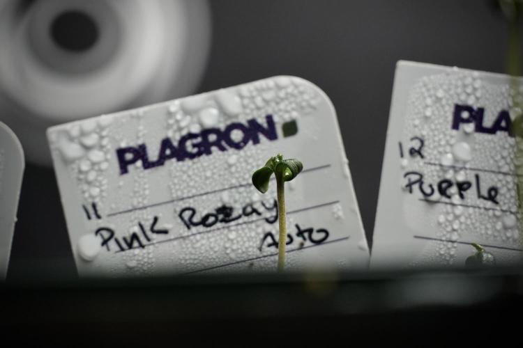 Pink Rosay Auto By Zamnesia Pheno A. Week 0 - Pink Rosay Pheno A