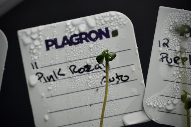 Pink Rosay Auto By Zamnesia Pheno A. Week 0 - Pink Rosay Pheno A