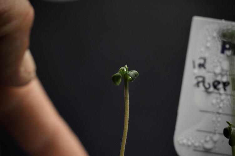 Pink Rosay Auto By Zamnesia Pheno A. Week 0 - Pink Rosay Pheno A