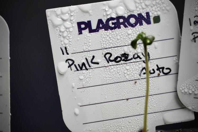 Pink Rosay Auto By Zamnesia Pheno A. Week 0 - Pink Rosay Pheno A
