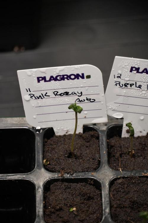 Pink Rosay Auto By Zamnesia Pheno A. Week 0 - Pink Rosay Pheno A